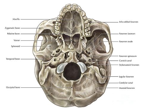 Skull Inferior View Photograph by Evan Oto - Pixels