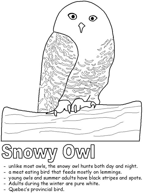 Snowy Owl Coloring Page | Winter Owl Project for Kids