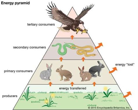 Trophic pyramid | Definition & Examples | Energy pyramid, Food chain ...