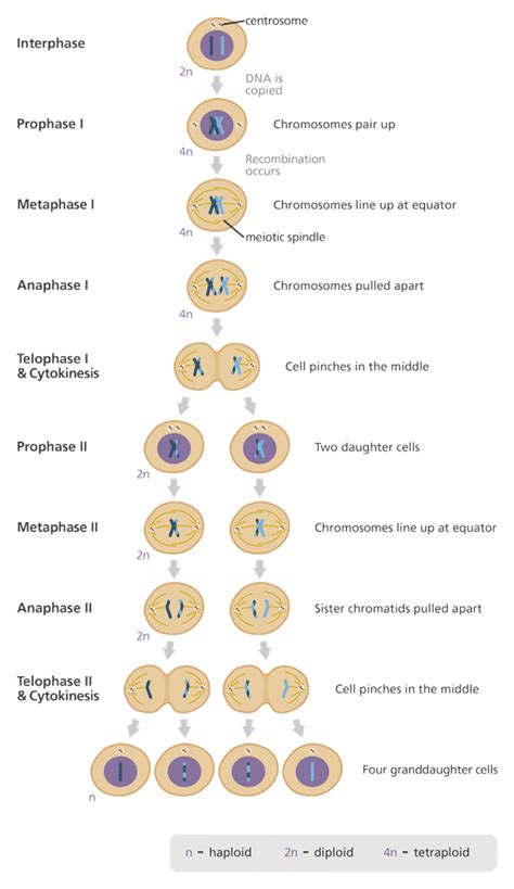 Chromosome Makeup Of Gametes | Makeupview.co