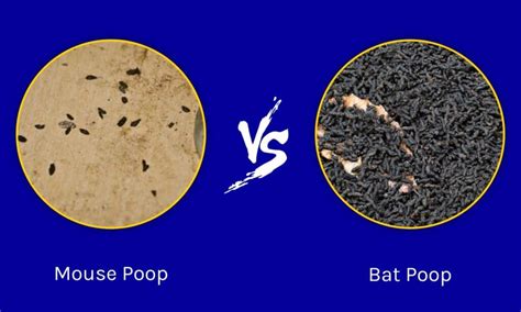 Mouse Poop vs Bat Poop: What Are 8 Key Differences? - IMP WORLD