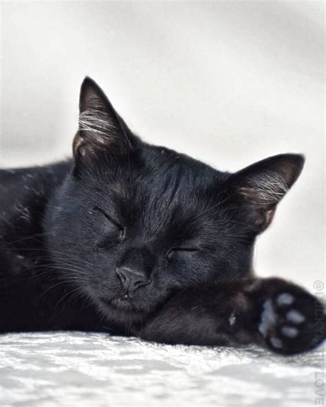 Black Cat Sleeping