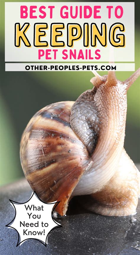 Keeping Pet Snails - What You Need to Know | Other People's Pets