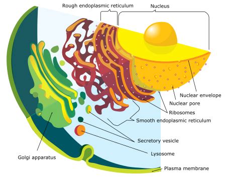 Nuclear Envelope | Structure, Function & Diseases - Lesson | Study.com