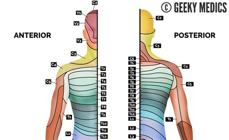 Dermatomes Anatomical Chart