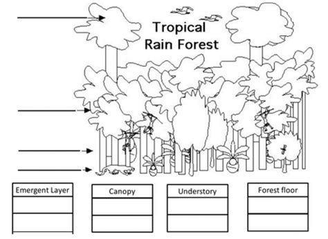 Animal Worksheets, Rainforest Animals, Creative Curriculum, Tropical ...