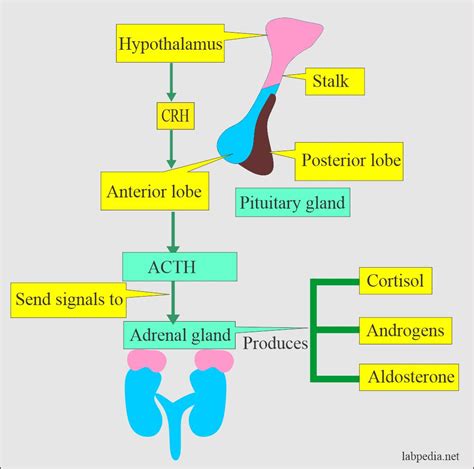 Adrenal Gland Hormones Interpretation, (Cortisol and Aldosterone ...