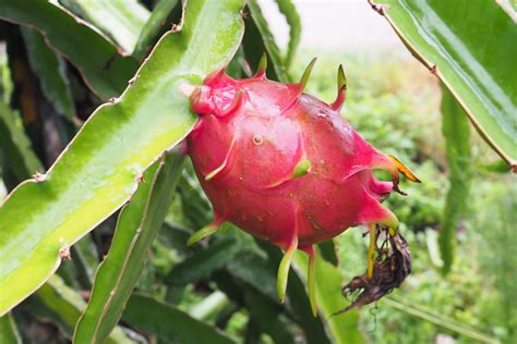 How To Make Dragon Fruit Bear Fruit - What To Do When Your Pitaya Won't ...