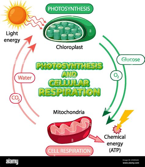 Photosynthesis and Cellular Respiration Diagram illustration Stock ...