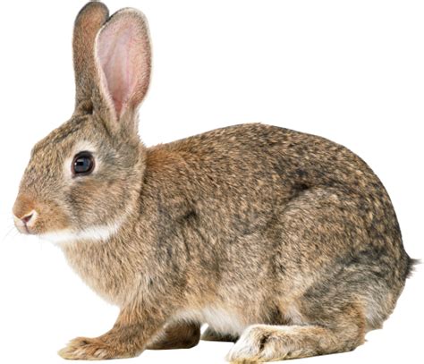 Rabbit PNG, Rabbit Transparent Background - FreeIconsPNG