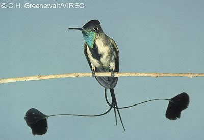 TYWKIWDBI ("Tai-Wiki-Widbee"): A marvelous hummingbird video at the BBC ...