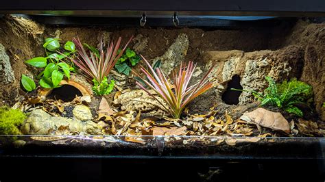 Ideas for Decorating Your Blue Tongue Skink Terrarium | ReptiFiles