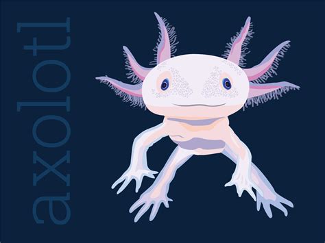 Axolotl by Heather Laroche on Dribbble