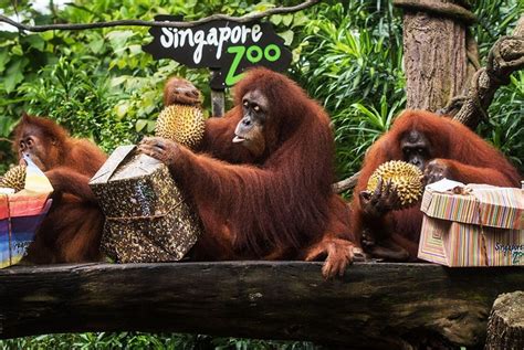 Singapore Zoo, Singapore - Timings, Safari Cost, Best Time to Visit