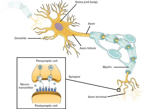 One Word to Describe the Function of Neurons Is