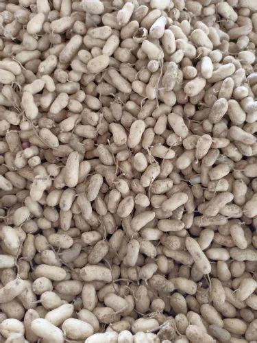 Peanut mungfali, Packaging Size: 40 kg at Rs 6200/quintal in Harpalpur ...