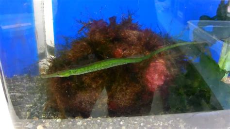 pipefish at aquarium S91E3673 - YouTube