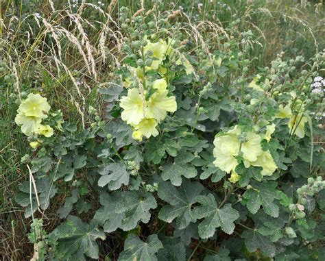 Alcea rugosa