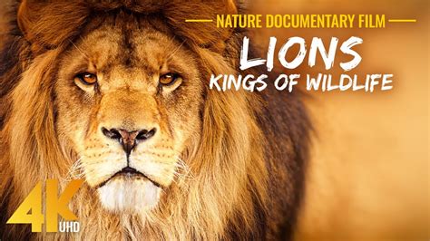 6 Best Camera For Wildlife Documentary: (2024 Guide & Reviews) - Bestoflens