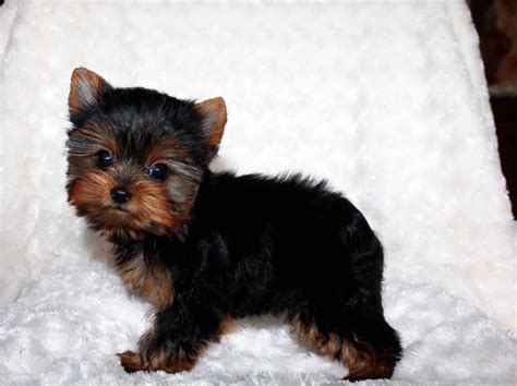 Teacup Yorkie Puppy for sale! Yorkie Breeder in California | iHeartTeacups