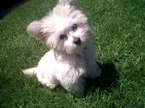 Pomeranian And Maltese Mix For Sale - Pets Lovers