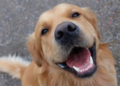 Do Dogs Smile? If So, Why? | PetMD