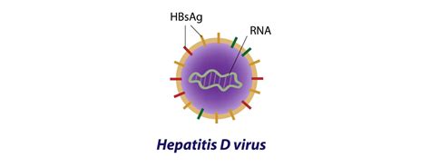 Hepatitis D - Hepatitis