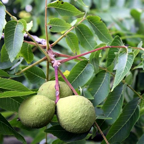 'Butternut' Tree Fruit by aegiandyad on DeviantArt