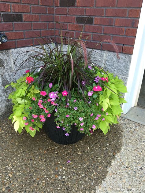 Purple Sweet Potato Vine Flower : Sweet potato vine grows practically ...