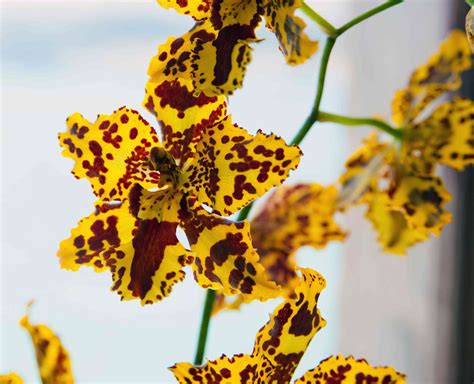 20 Types of Orchids to Use as Houseplants