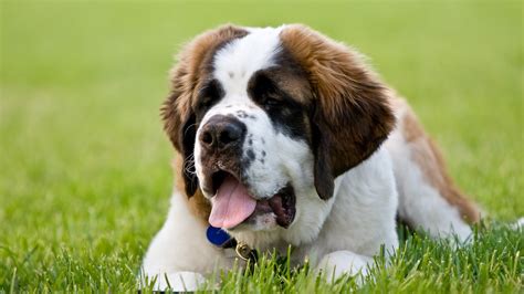 The 8 best dog breeds for families | Fox News