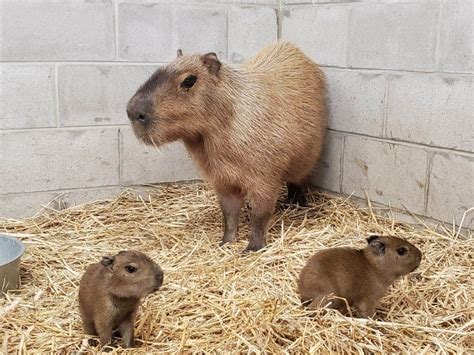 Cape May County Zoo Welcomes Baby Capybaras: Video | Ocean City, NJ Patch