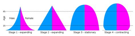 Unit 3: Age Structure Diagrams Vocabulary Diagram | Quizlet