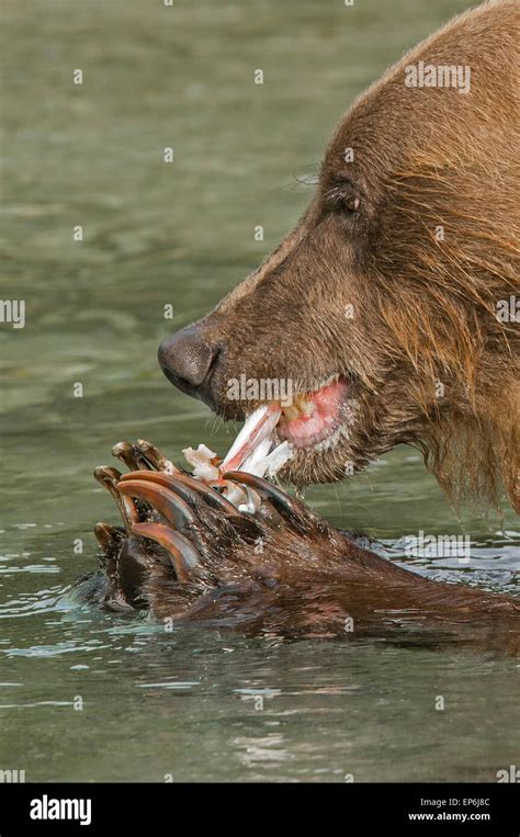 Brown bear in river eating salmon Stock Photo - Alamy