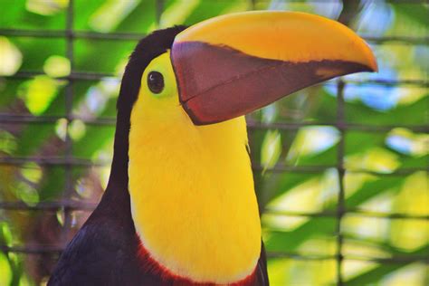 20 amazing animals you should see in Central America - Adventurous Miriam