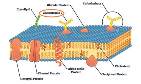 Glycoprotein - The Definitive Guide | Biology Dictionary