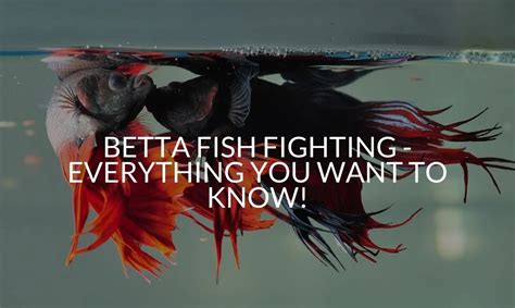 Betta Fish Fighting - Everything You Want To Know!