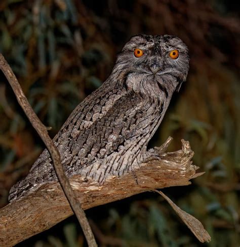 Bird of the month: Tawny Frogmouth – Connecting Country