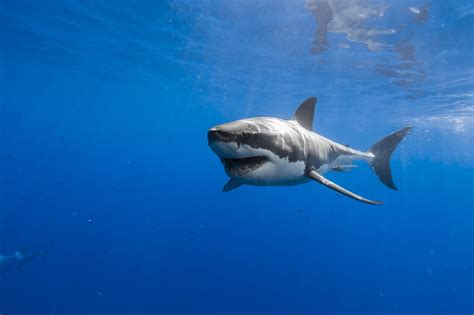 Desktop Shark HD Wallpapers Free Download