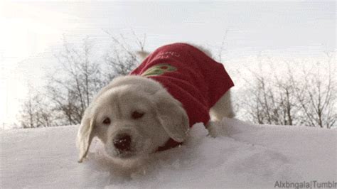 Golden Retriever Animal Christmas GIF - Find & Share on GIPHY