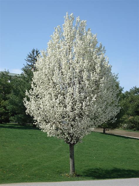 bradford pear tree fruit - Hildegard Sanford