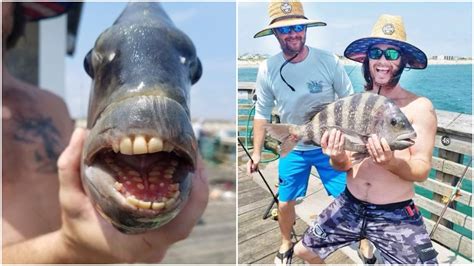 Sheepshead Fish with Human Teeth Caught in North Carolina