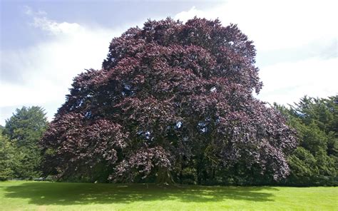 Beech Tree: Pictures, Photos, Images, Facts on Beech Trees