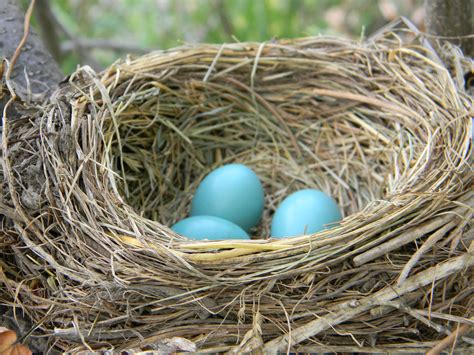 File:American Robin Nest with Eggs.jpg - Wikimedia Commons