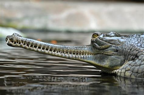 The long snouted Indian crocodile: Gharial conservation success – CFACT