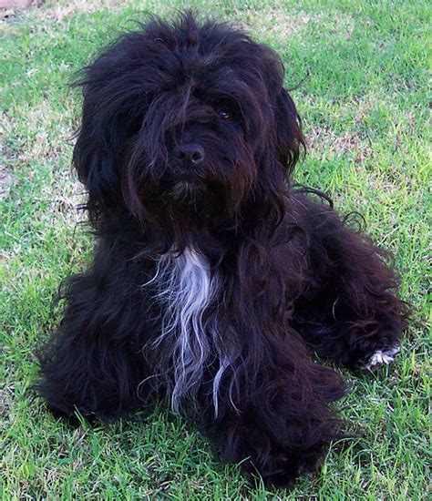 Photos of Havanese Dogs and Puppies | R'Gang Havanese