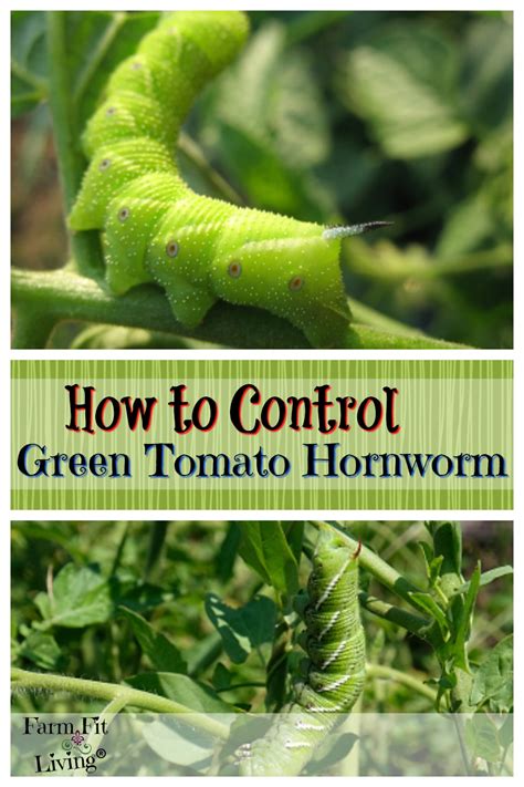 Control Green Tomato Hornworms | Farm Fit Living