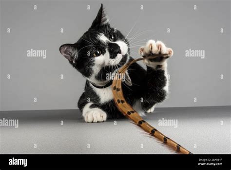 Cat playing with a feather, UK Stock Photo - Alamy