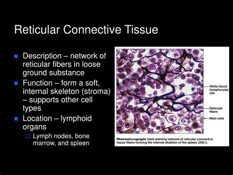 PPT - Histology PowerPoint Presentation, free download - ID:306870