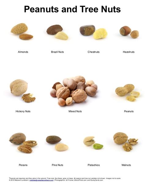 Peanuts and Tree Nuts Poster | Ketogenic diet food list, Tree nuts, Food